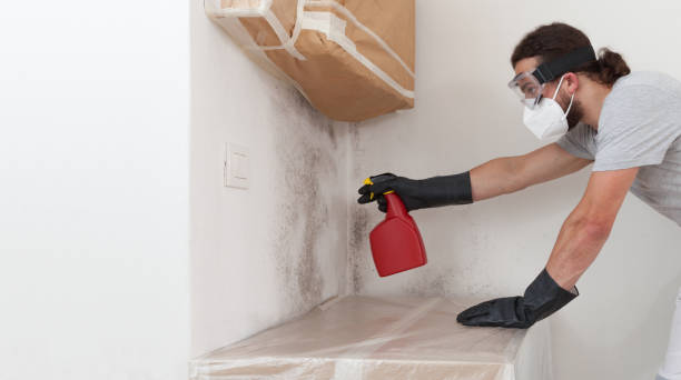 Professional Basement Mold Remediation technician working in Stevensville, MI