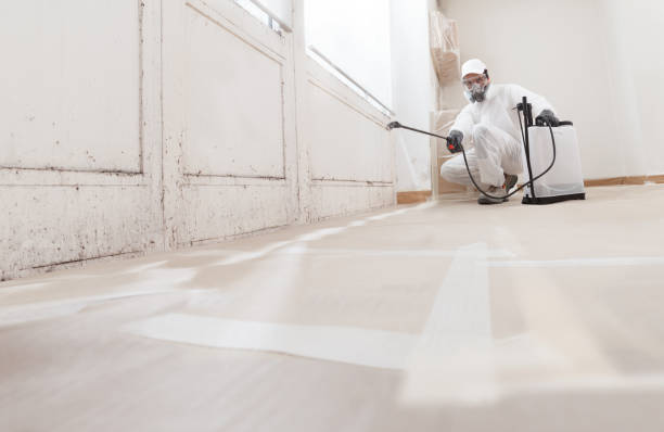 24/7 Emergency Basement Mold Remediation experts in Stevensville, MI