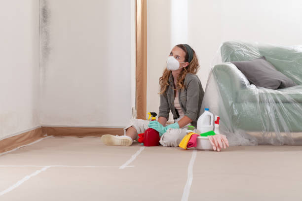 Reliable Basement Mold Remediation contractor in Stevensville, MI by Car Mold Remediation