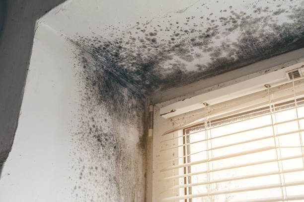 Affordable Basement Mold Remediation solutions in Stevensville, MI