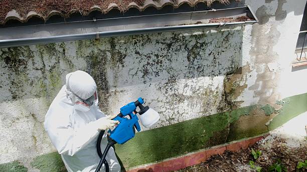 Top rated local Basement Mold Remediation specialists in Stevensville, MI